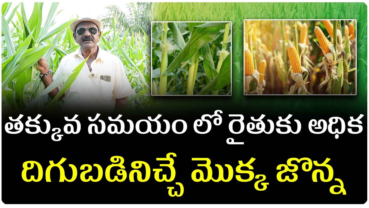 రైతులు మొక్క జొన్న సాగు లాభాలను ఇవ్వడం తో ఎక్కువ గా ఆసక్తి చూపుతు న్నారు.|| organicagriculturetelugu
