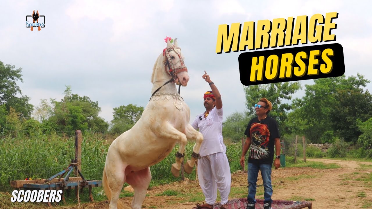 हिंदुस्तान में हर शादी की शान होते हैं डान्स करने वाले घोड़े 😎🔥😱 | Scoobers