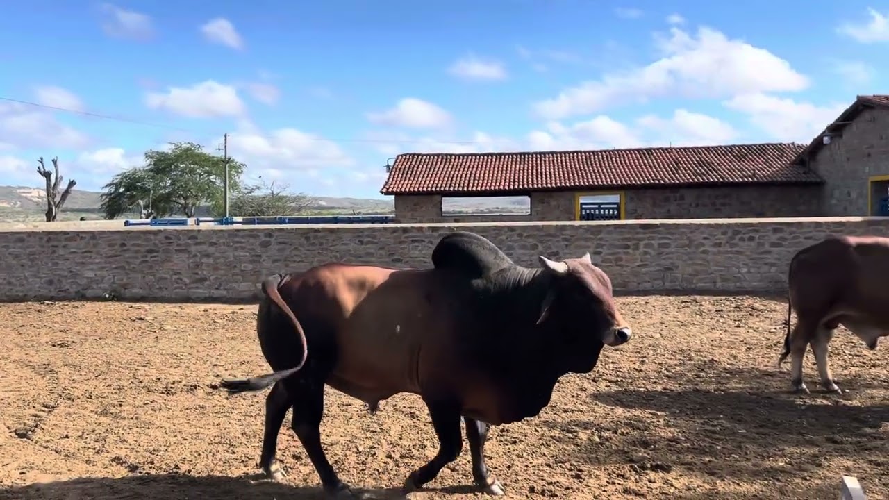 Fazenda carnaúba: enchendo as cocheiras das vacas leiteiras, Sindi e guzera! 