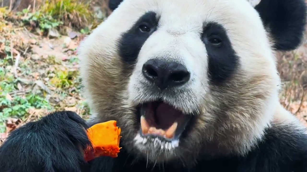 The panda is munching on pumpkin happily, enjoying every bite to the fullest! #panda 