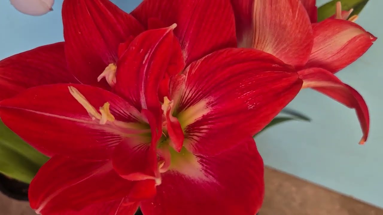 Se corta as folhas depois da floração?