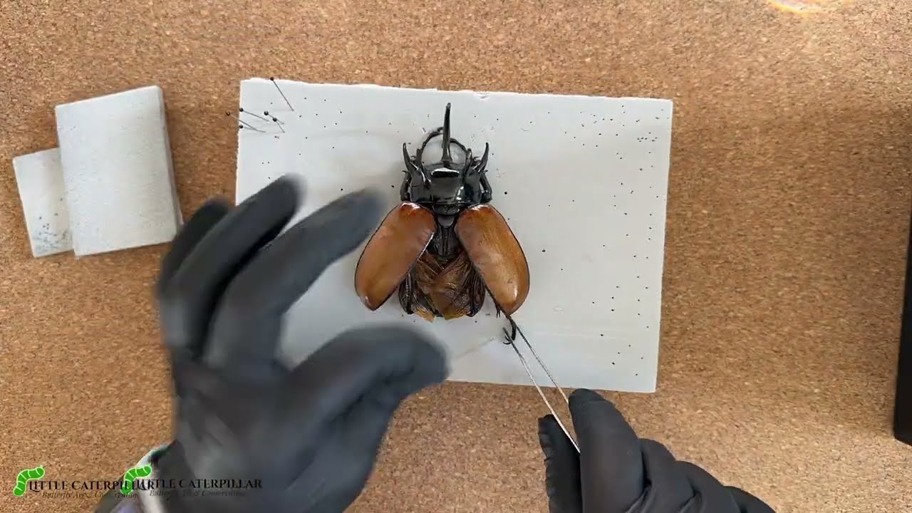 Spread a 5 Horned Rhino Beetle with Me