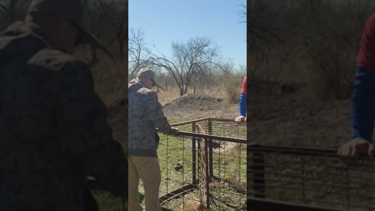Adjusting our spring loaded Hog Trap