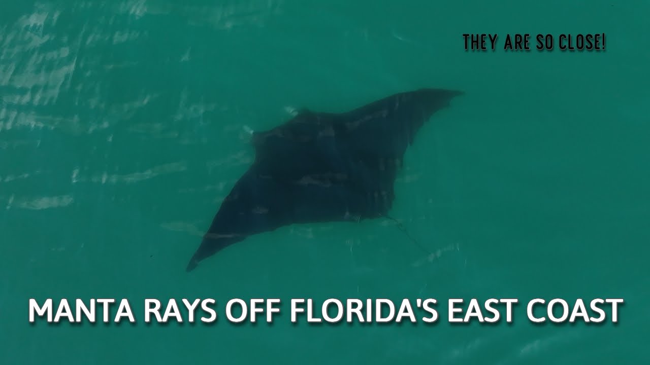 Manta Rays off Florida's East Coast | Drone Video