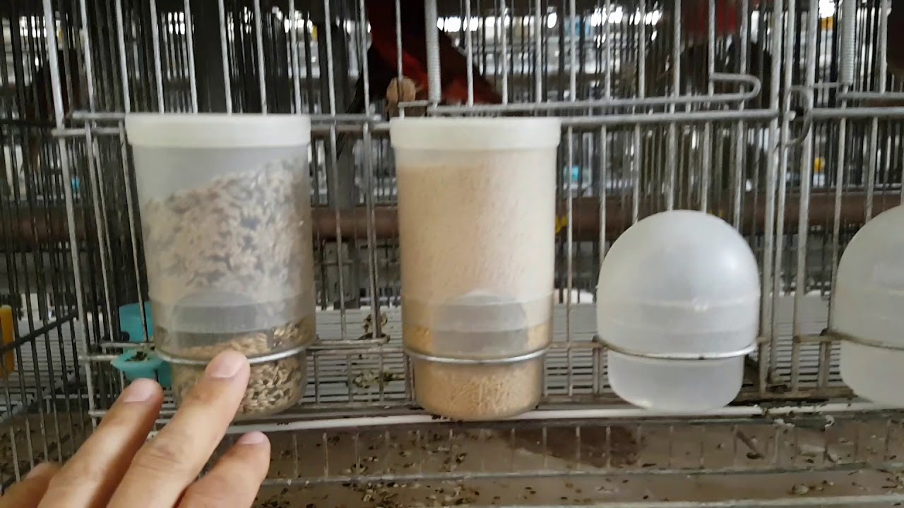 OLHEM COMO &Eacute; A ALIMENTA&Ccedil;&Atilde;O NO CRIADOURO COLOMBO