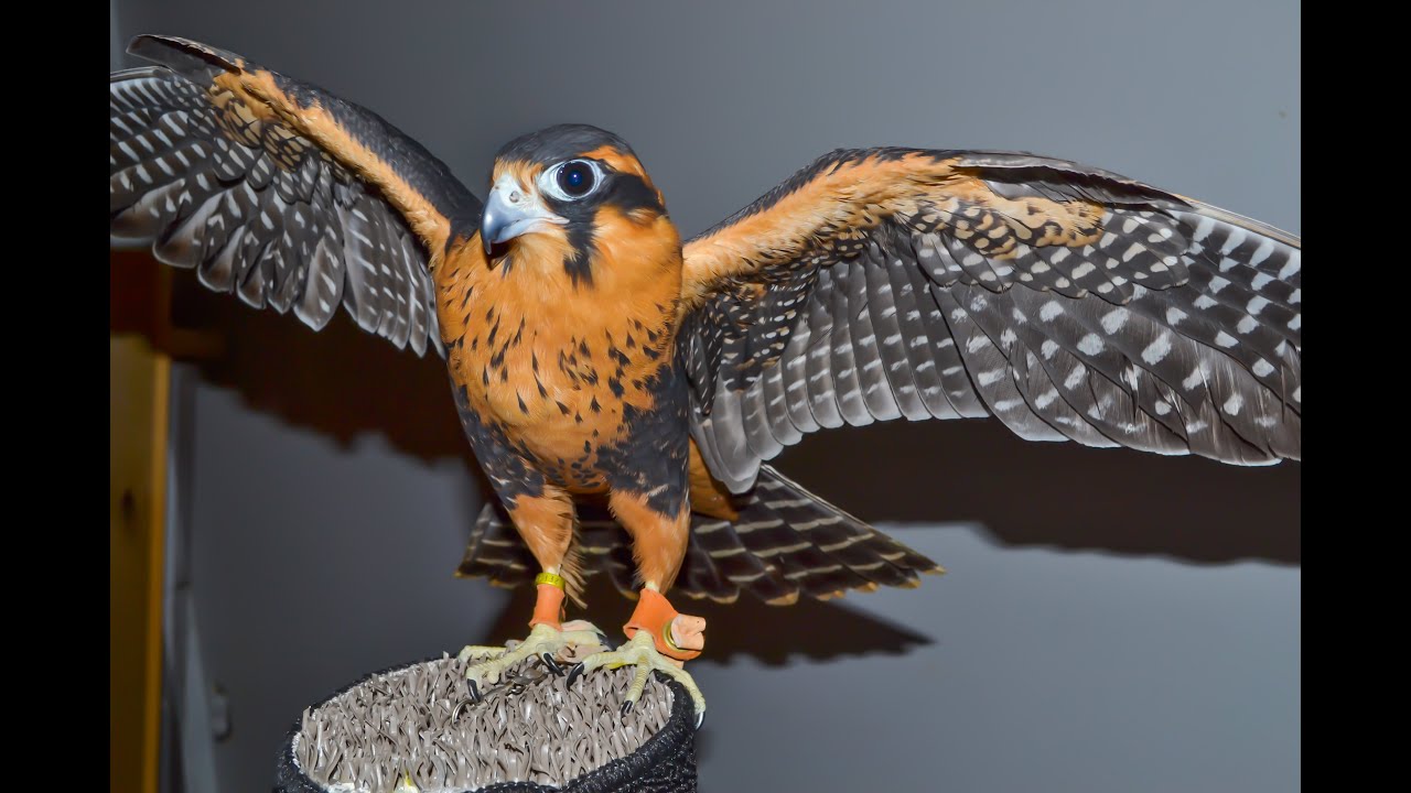 Falconry: Molting your bird