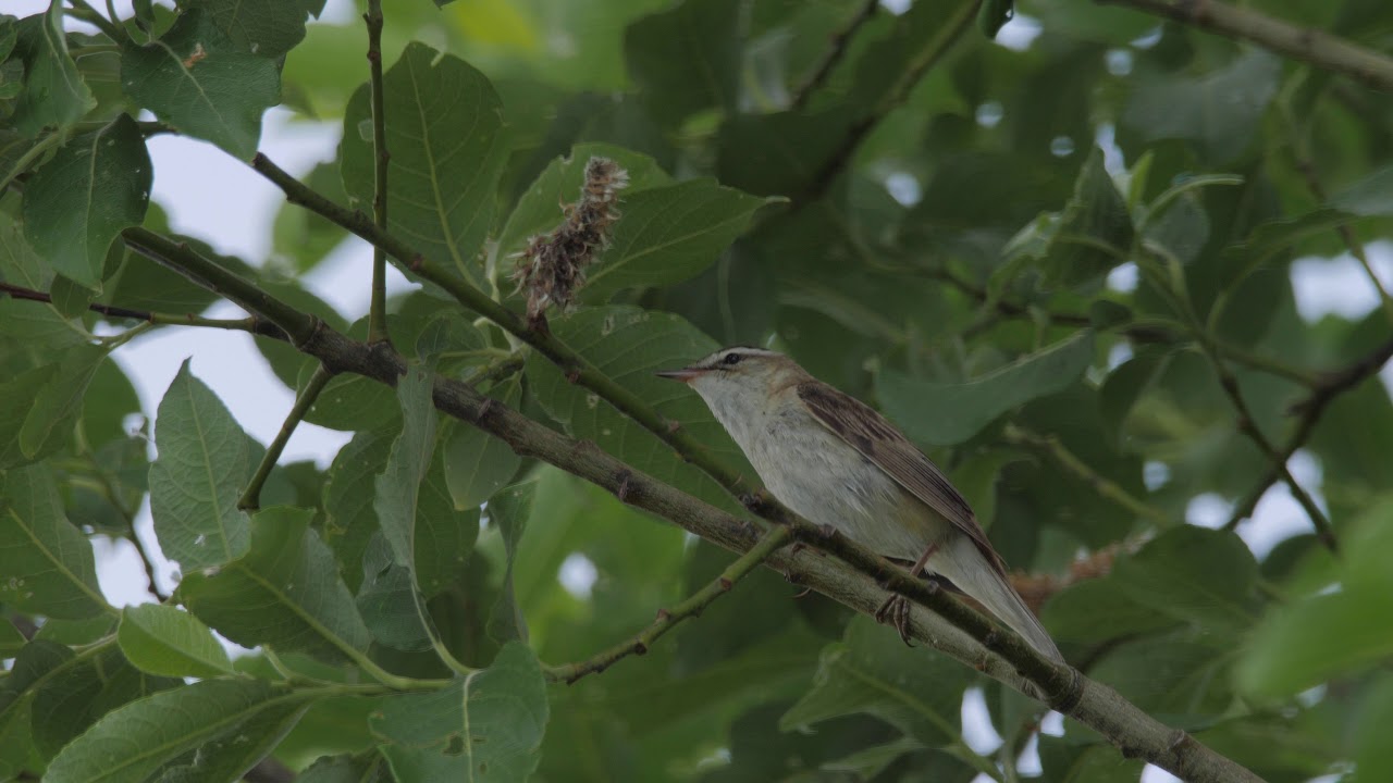Камышевка-барсучок (Acrocephalus schoenobaenus)