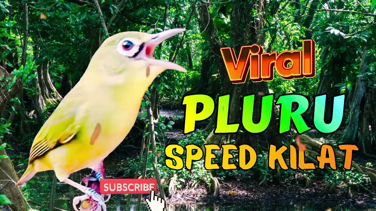 💥VIRAL..!  Peluru Kecial Nembak Terus Bikin  Semua Terdiam | MASTERAN KECIAL KUNING LOMBOK JUARA