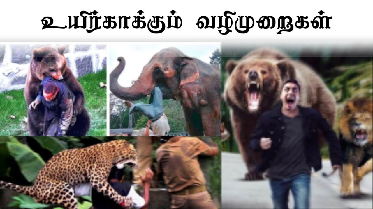 how to survive animal attacks | shark | lion | elephant | rhinoceros | hippopotamus |bulls |kangaroo