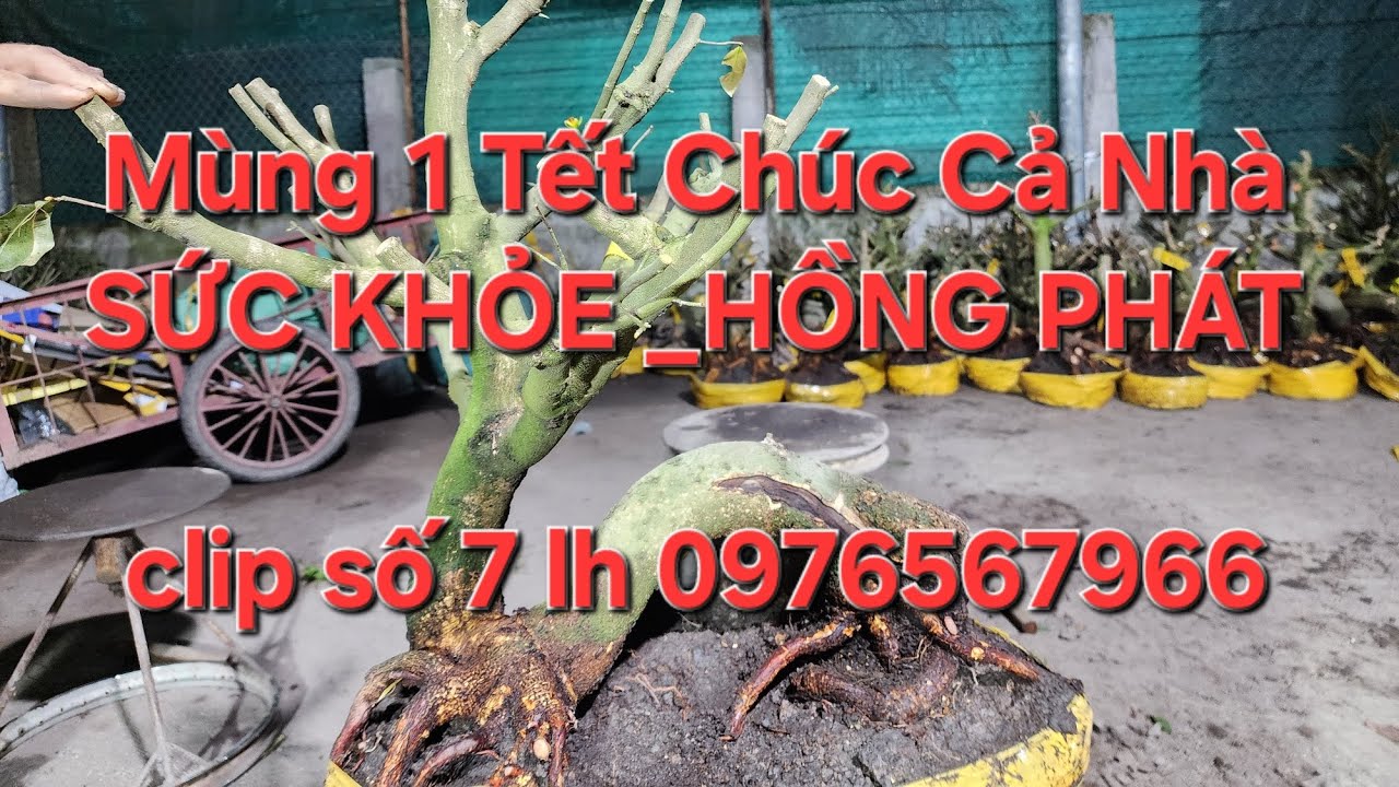 MÙNG 1 TẾT MINH NHÍ 0976567966 CHÚC CẢ NHÀ SỨC  KHOẺ _HỒNG PHÁT 