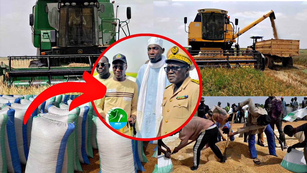 Riz Contre Saison  Walo Daaraye Serigne Moussa Mbecke nawel le 23 juin 2024