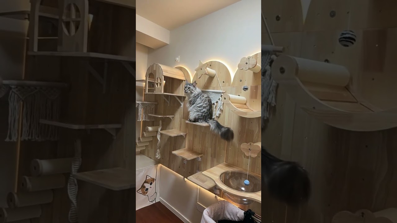 DIY Solid Wood Cat Wall Shelves Panel with Holes🥰 #bestpetsupplies #cat #catfurniture