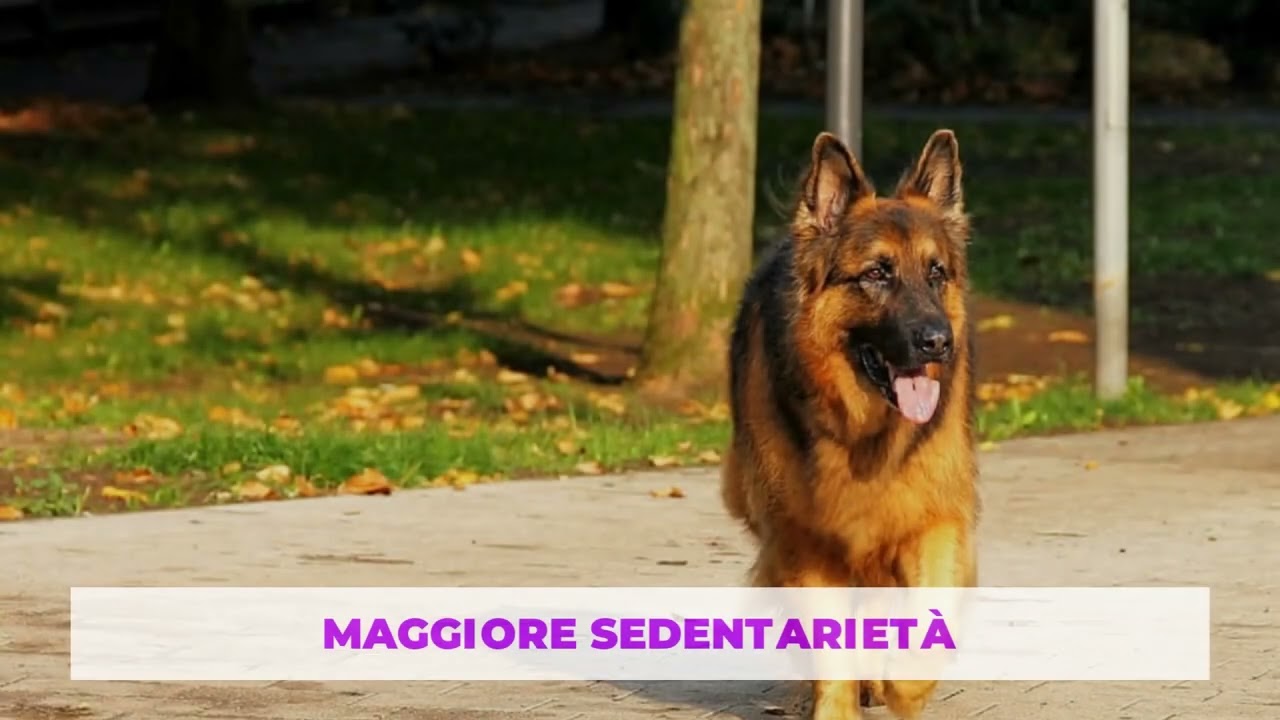 4 Segnali Chiave per Riconoscere l'Invecchiamento del Tuo Cane