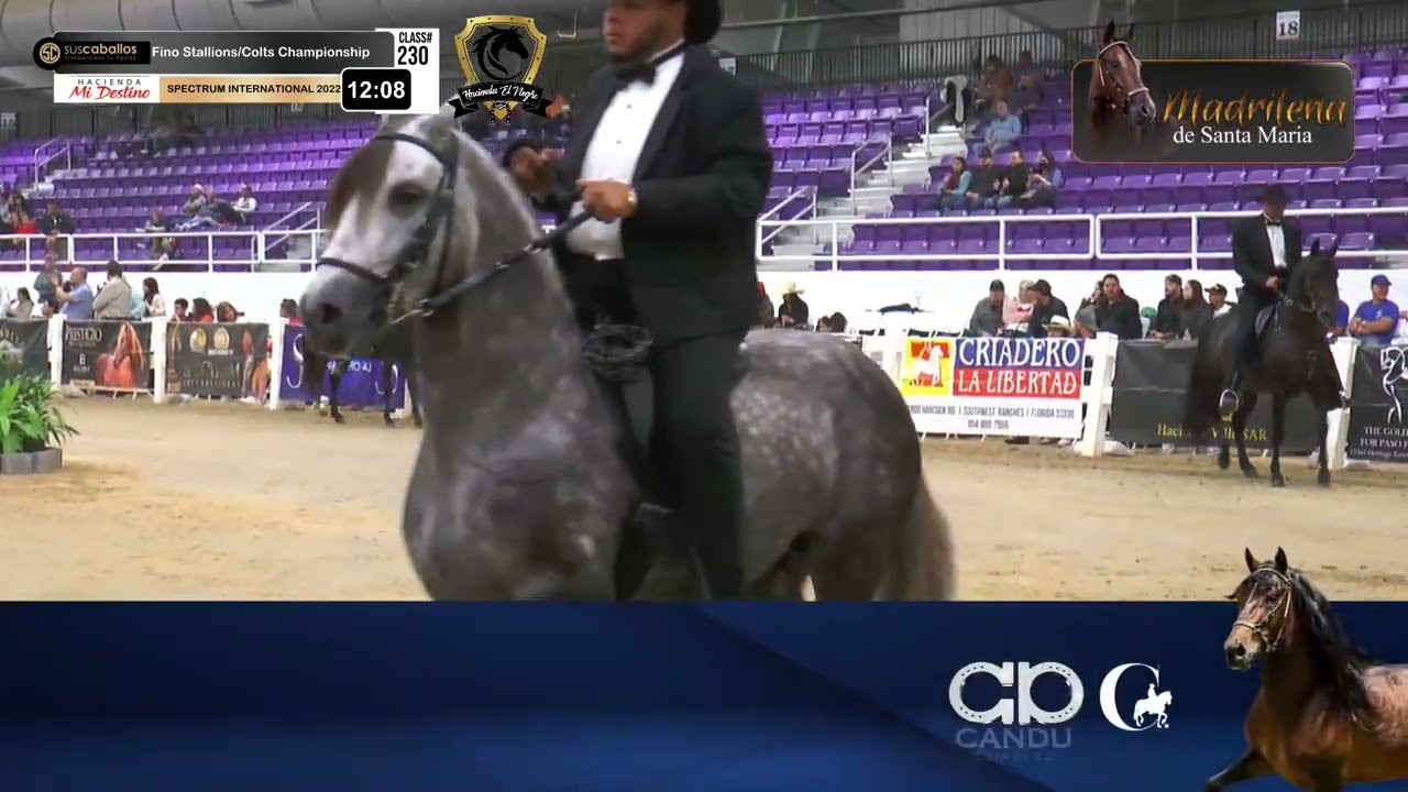 CAMPEONATO DE CABALLOS PASO FINO / FINO STALLIONS-COLTS CHAMPIONSHIP - SPECTRUM 2022