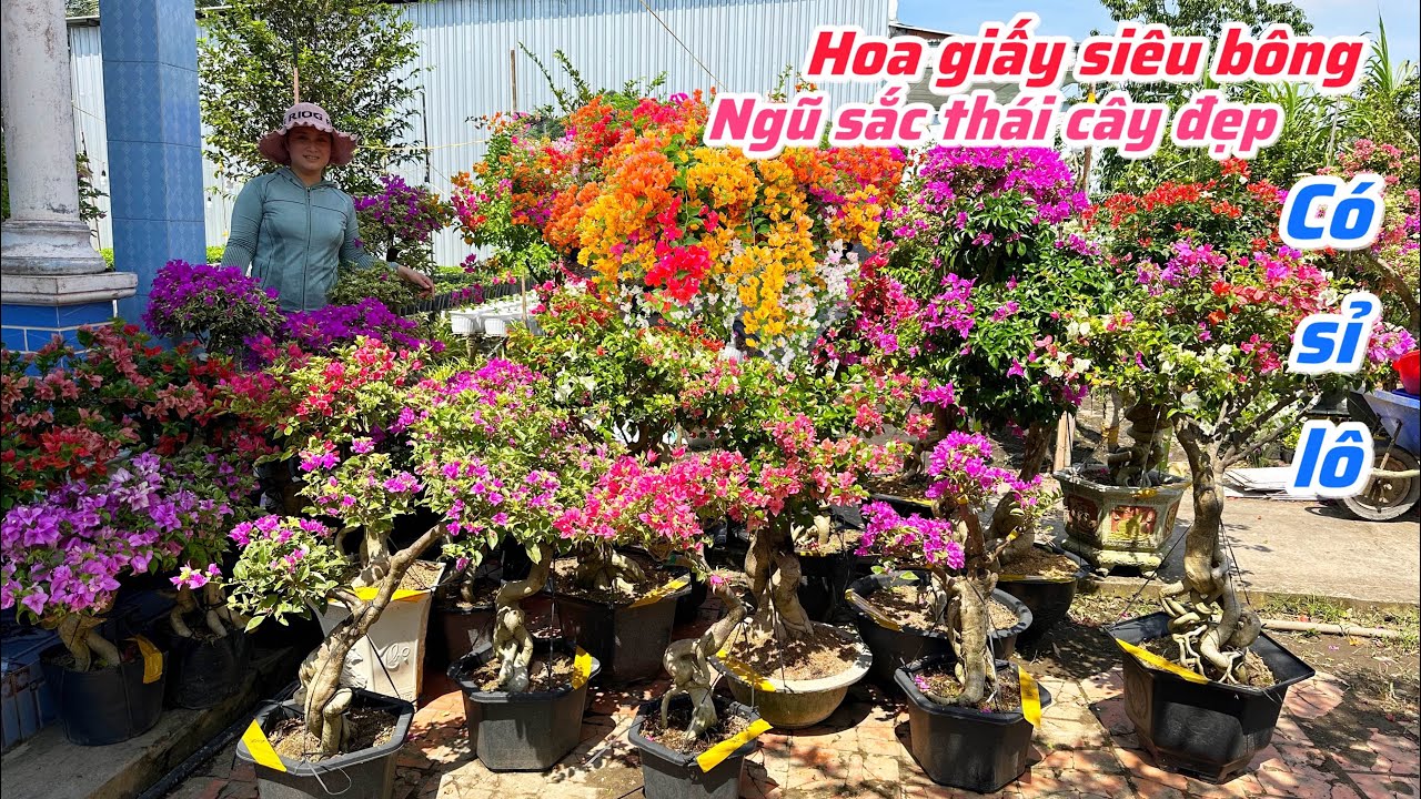 Hoa giấy siêu bông,ngũ sắc thái cây to đẹp chào bán..15/11😘📲 0971.870.961.Ngọc-Hương 