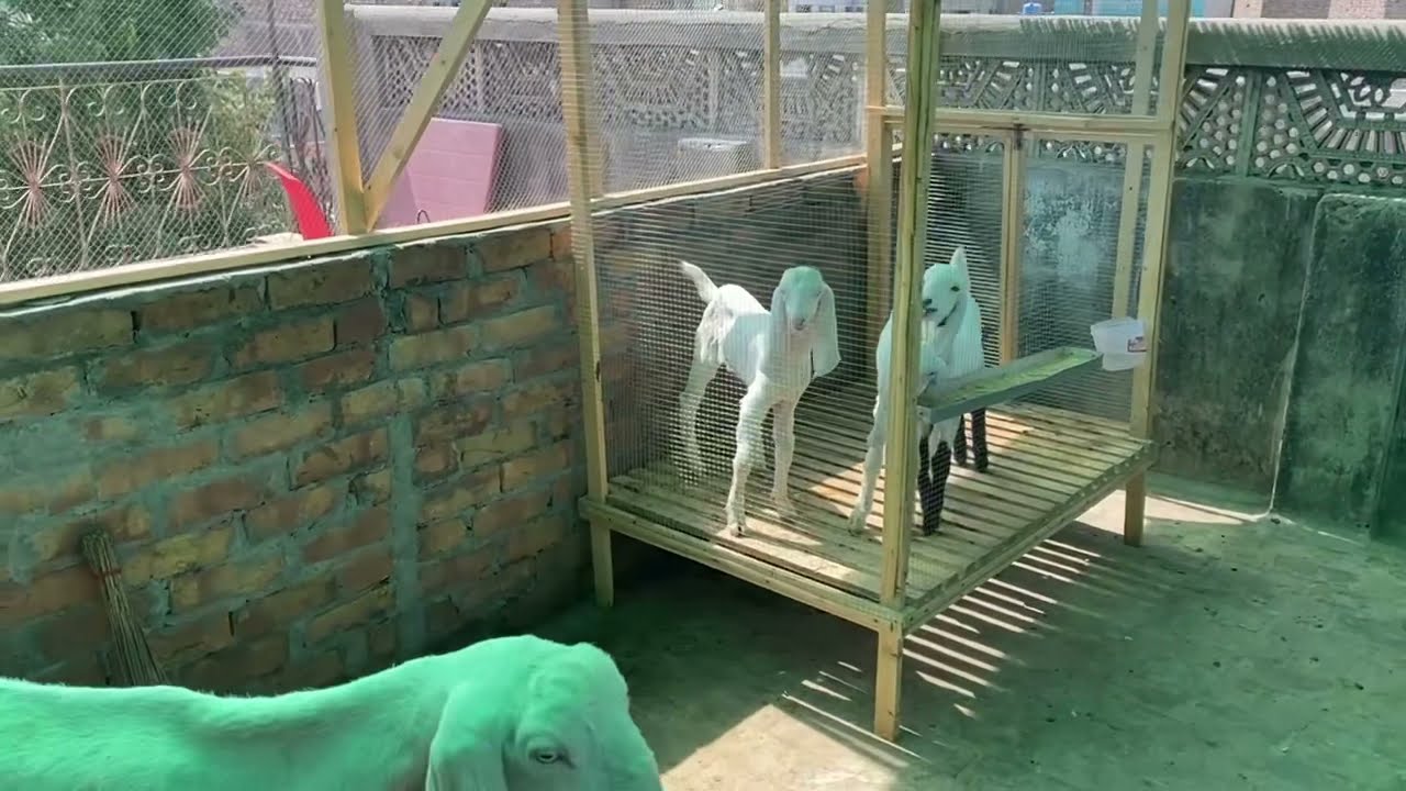 Roof top goat farming bakra rakhain in easy way