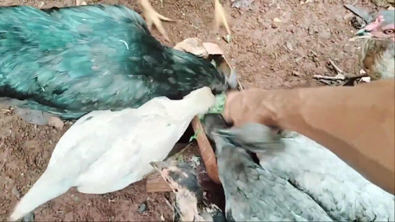 Guru honorer bertahan hidup dengan memelihara ayam 🐔 kampung 