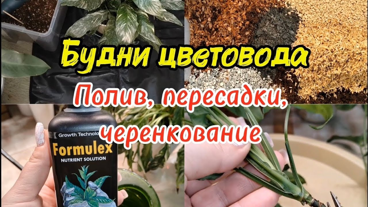 Будни цветовода |Полив, пересадки, черенкование 