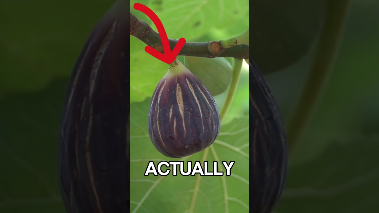 8 More Crazy Fruit Facts You&rsquo;ve Never Heard Before 🍍 #facts