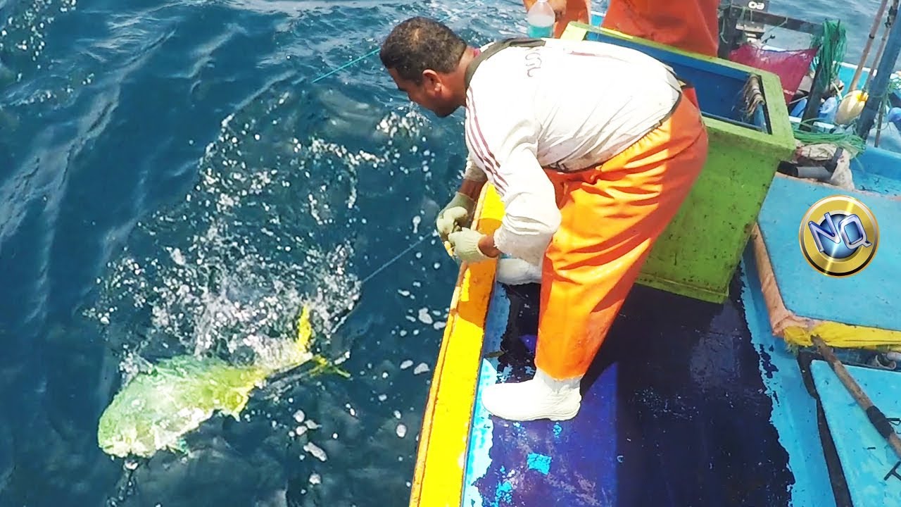 Mira el desaf&iacute;o de la PESCA con espinel en alta mar, C&oacute;mo capturar los DORADOS m&aacute;s grandes