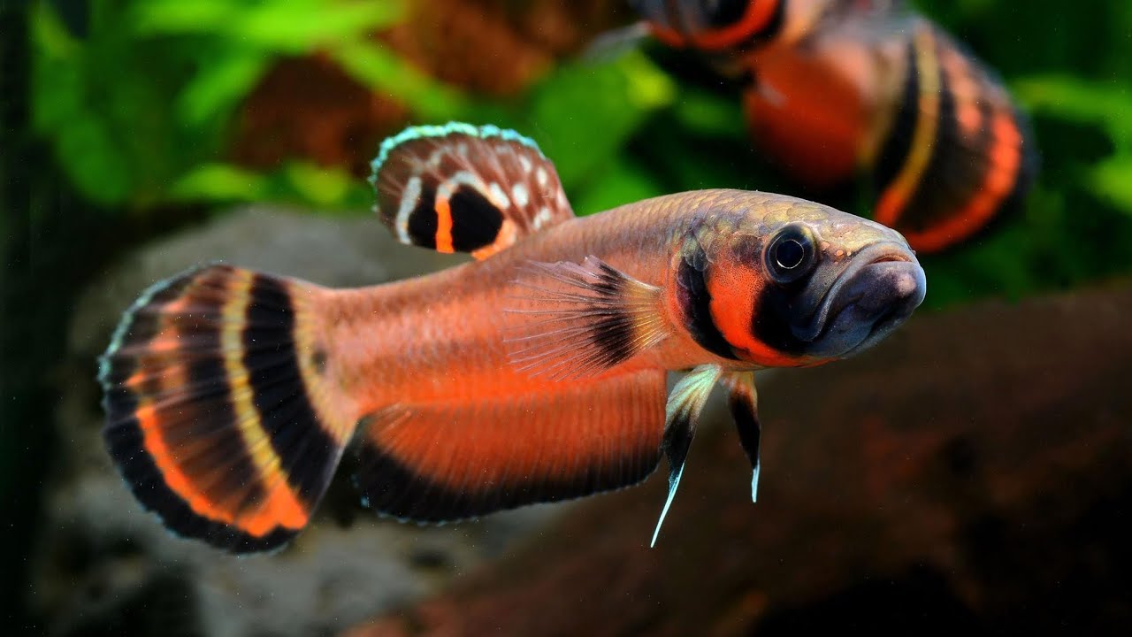 Betta Macrostoma (Betta de Boca Grande) - Documental Completo | Un Betta muy Exótico y Diferente💯🤌🏼