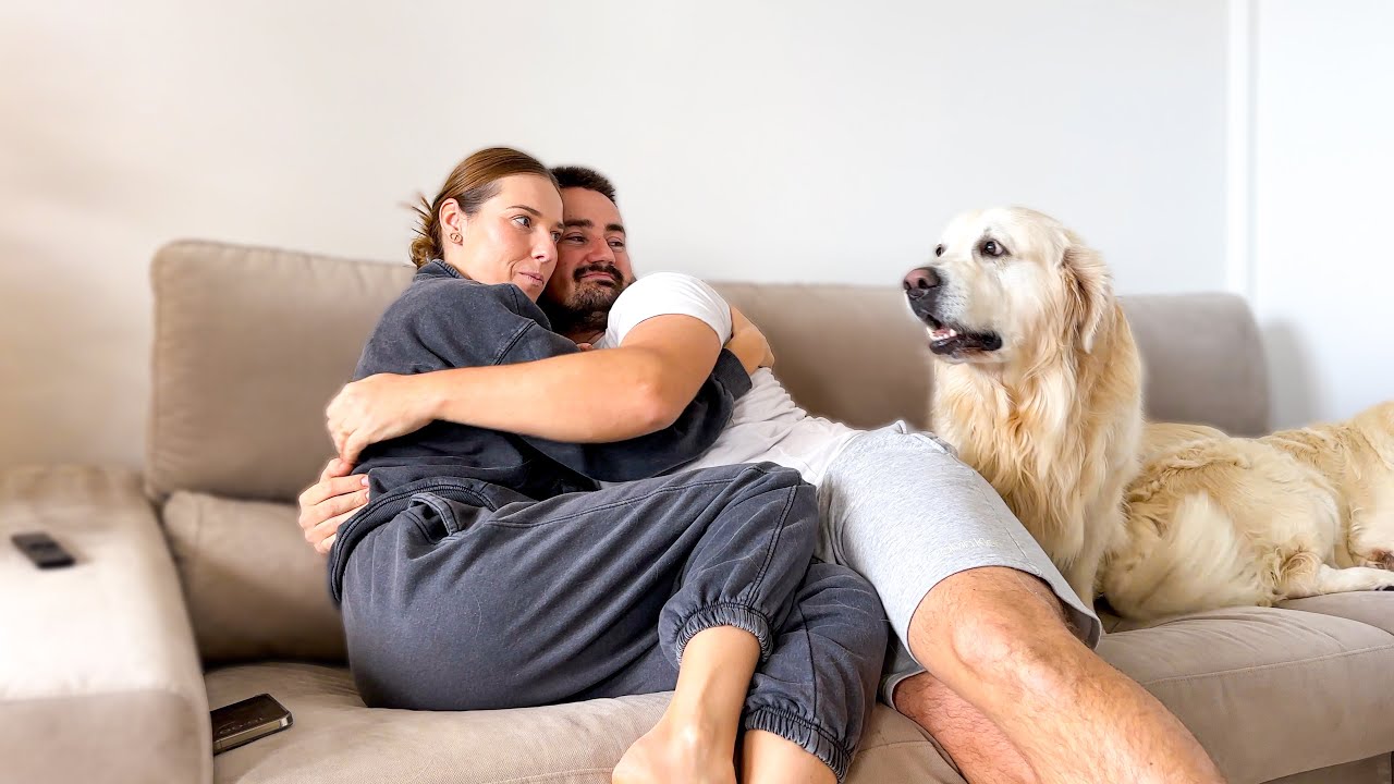 Golden Retriever Refuses to be Ignored