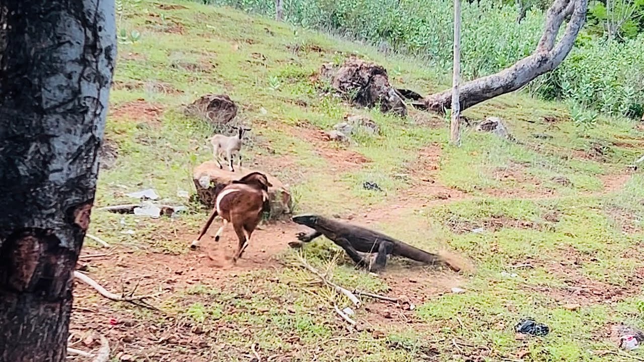 Komodo chaesing Goat 