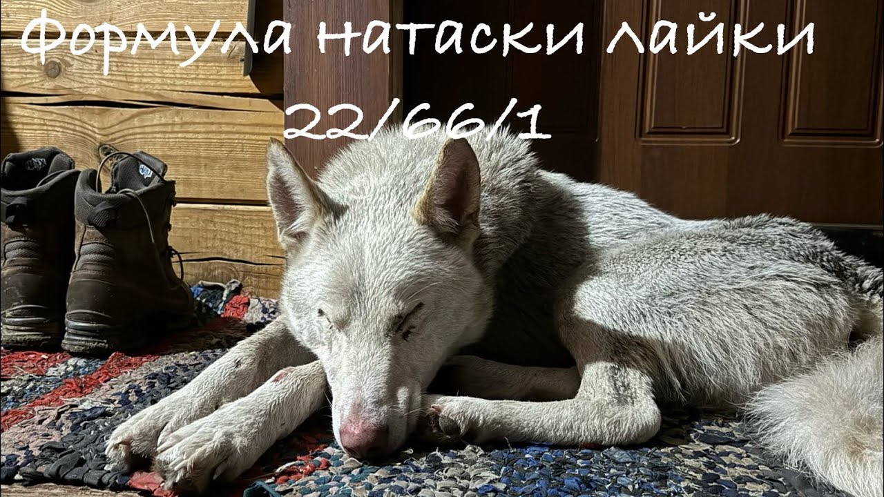 Формула натаски лайки 22/66/1. Что делать,зачем делать и когда делать.