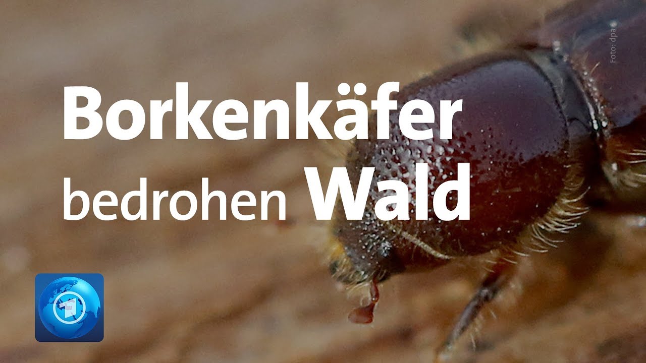 Borkenk&auml;fer-Plage in deutschen W&auml;ldern
