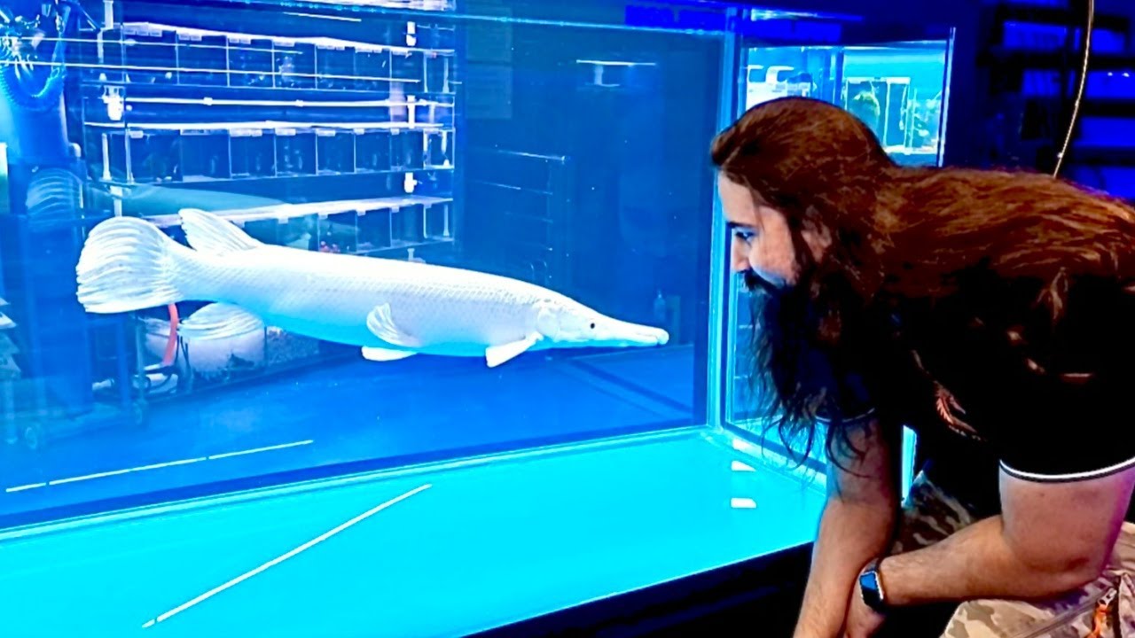 Biggest Platinum Alligator Gar Fish at Drogo Pets