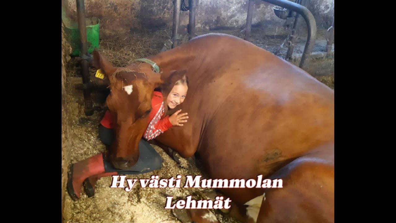 Hyv&auml;sti mummolan lehm&auml;t