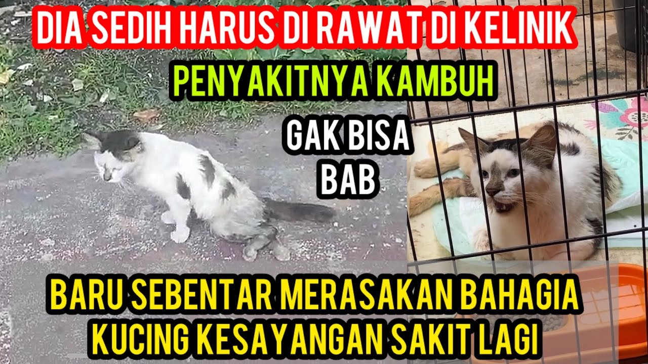 Astagfirullah Kucing Kesayangan Sakit Di Rawat Lagi Di Klinik..‼️