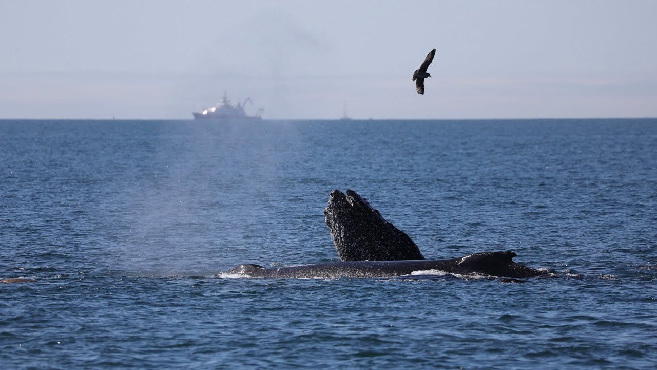 Monterey Bay Whale Watching October 2021. Humpbacks and Sea Lions