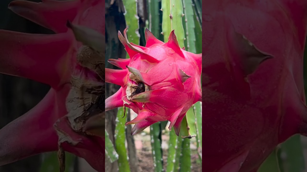 Top 3 Most Unique Fruits in Asia 