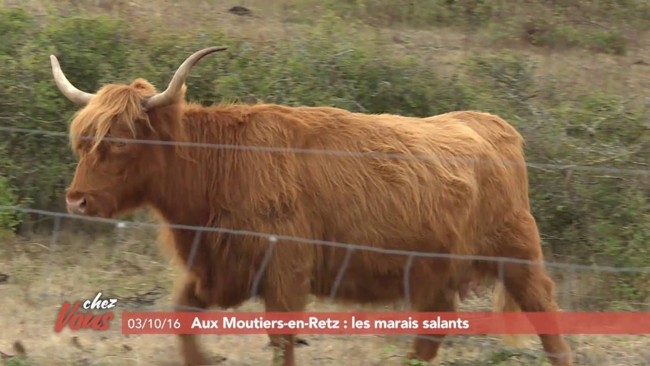 Chez vous aux Moutiers-en-Retz #1