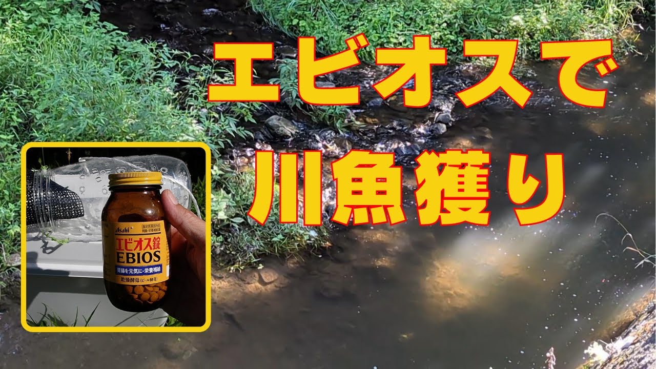 エビオスを罠に仕掛けたらこんな魚が獲れました