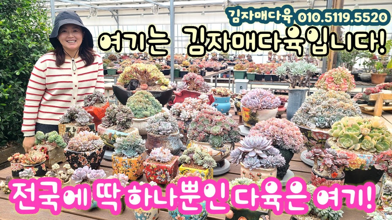 예쁜 다육이는 요기 다 모였나봐요 ~ 예쁜 다육이들이 너무너무 많아요! 김자매다육을 알아봅시다! 김자매다육 010.5119.5520 #다육이 #다육식물 #succulent 