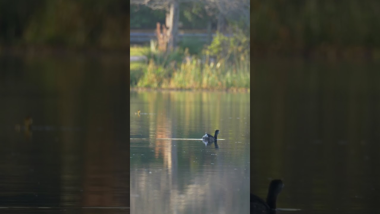 The Pied-Billed Grebe Is A Submarine