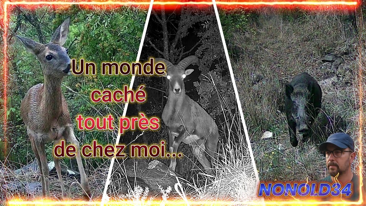 Le souffle de la forêt  