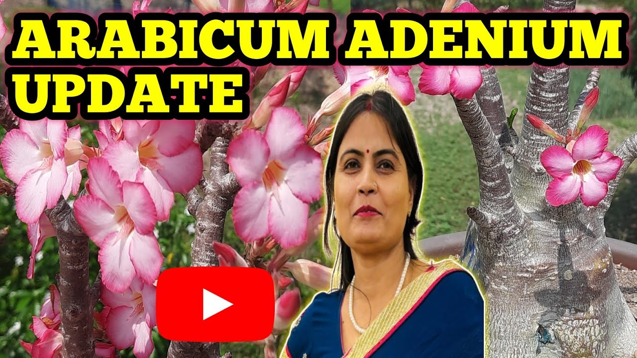ВОСКРЕСЕНЬЕ ОБНОВЛЕНИЕ ARABICUM ADENIUM 2026 || АРАБИКУМ АДЕНИУМ