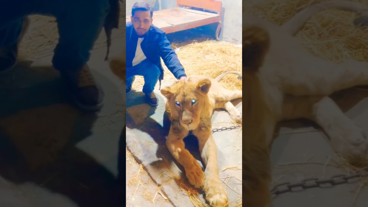 Lions 🦁👑 || #shorts #leo #wildlife #exoticpetsfamilypakistan
