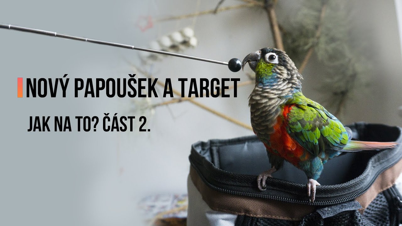Nový papoušek a target | Jak na to? Část 2.