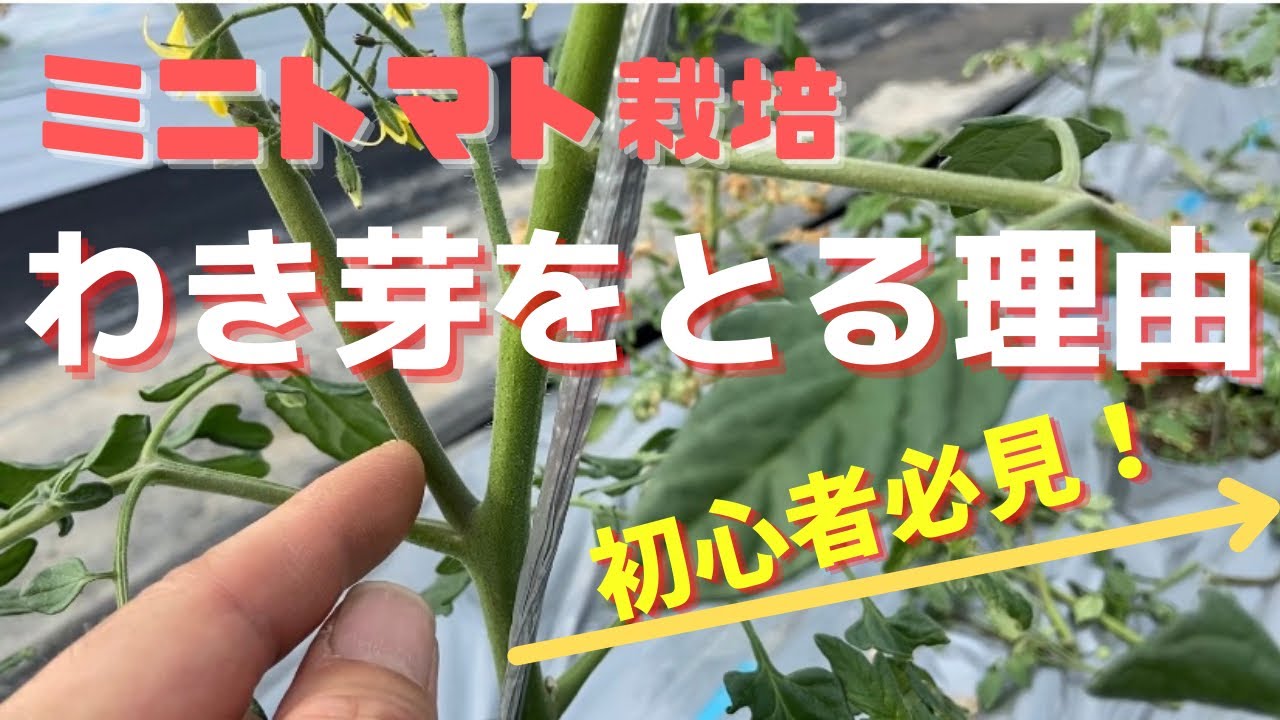 【ミニトマトの育て方】わき芽をとる理由、とり方「初心者必見」