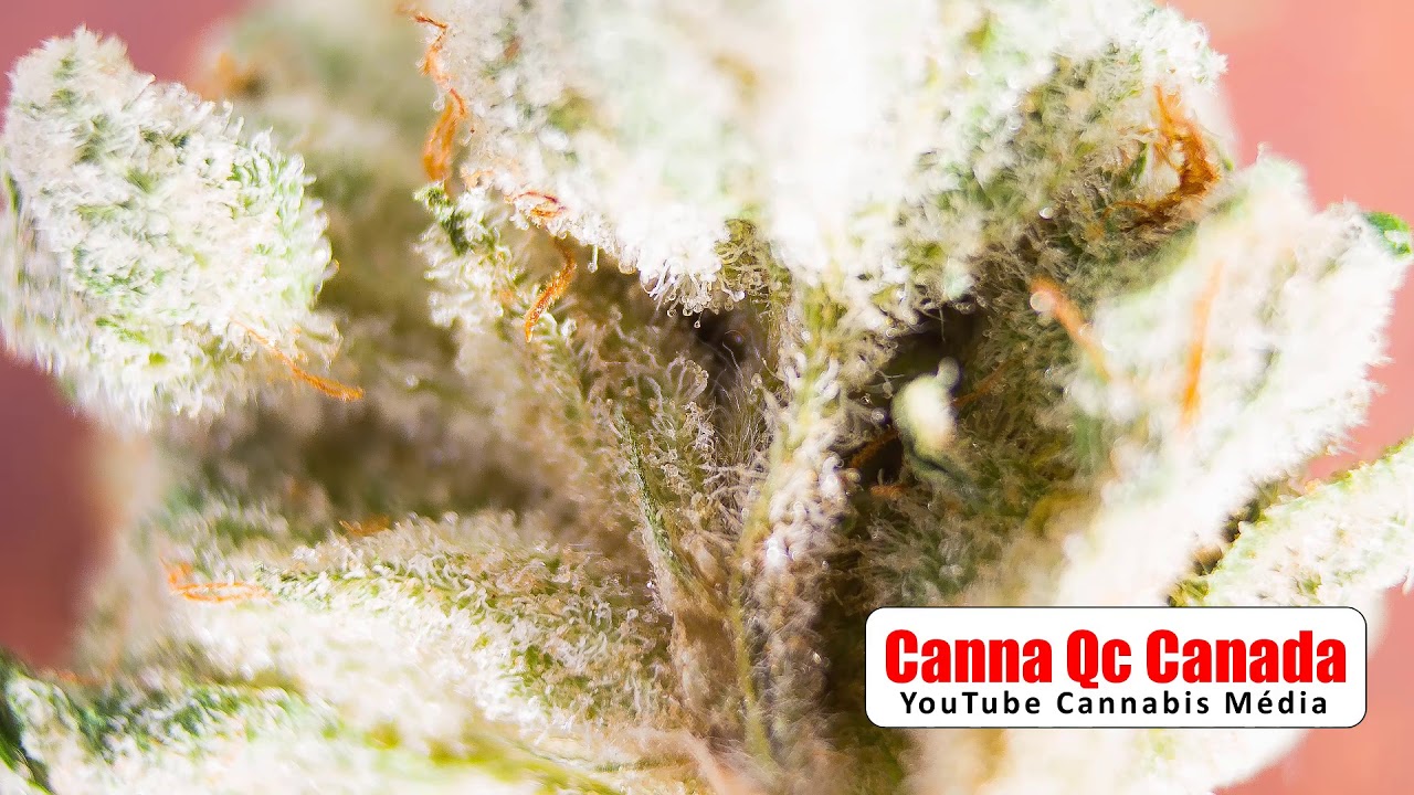 *REVIEW* WHITE OG * CANNABIS CANNA QC CANADA WEED PORN MARIJUANA KUSH BROKEN COAST