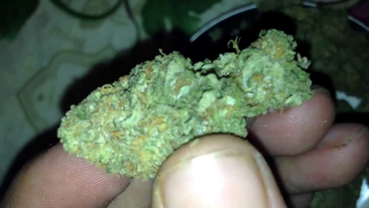 Urkel Strain
