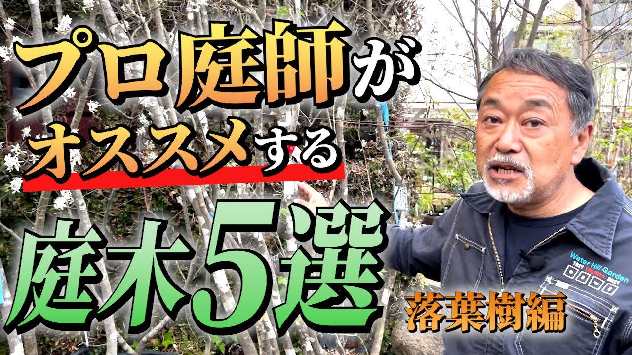【プロ庭師が選ぶ】庭に植えたい庭木５選 落葉樹編【植木】【外構】