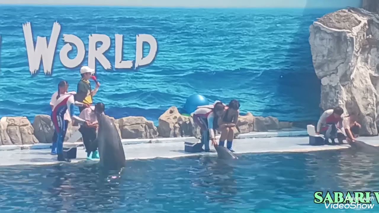 Dolphin show Sabari world Bangkok Thailand 