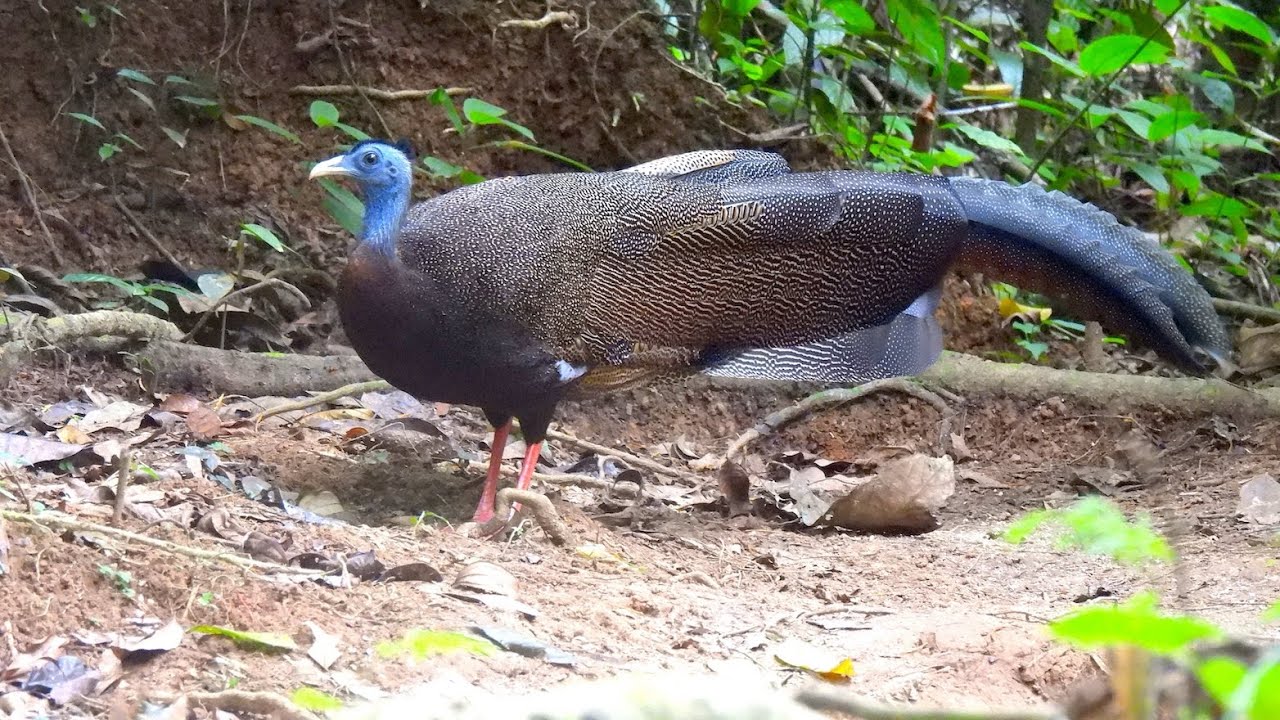 Birding the Malaysian Peninsula