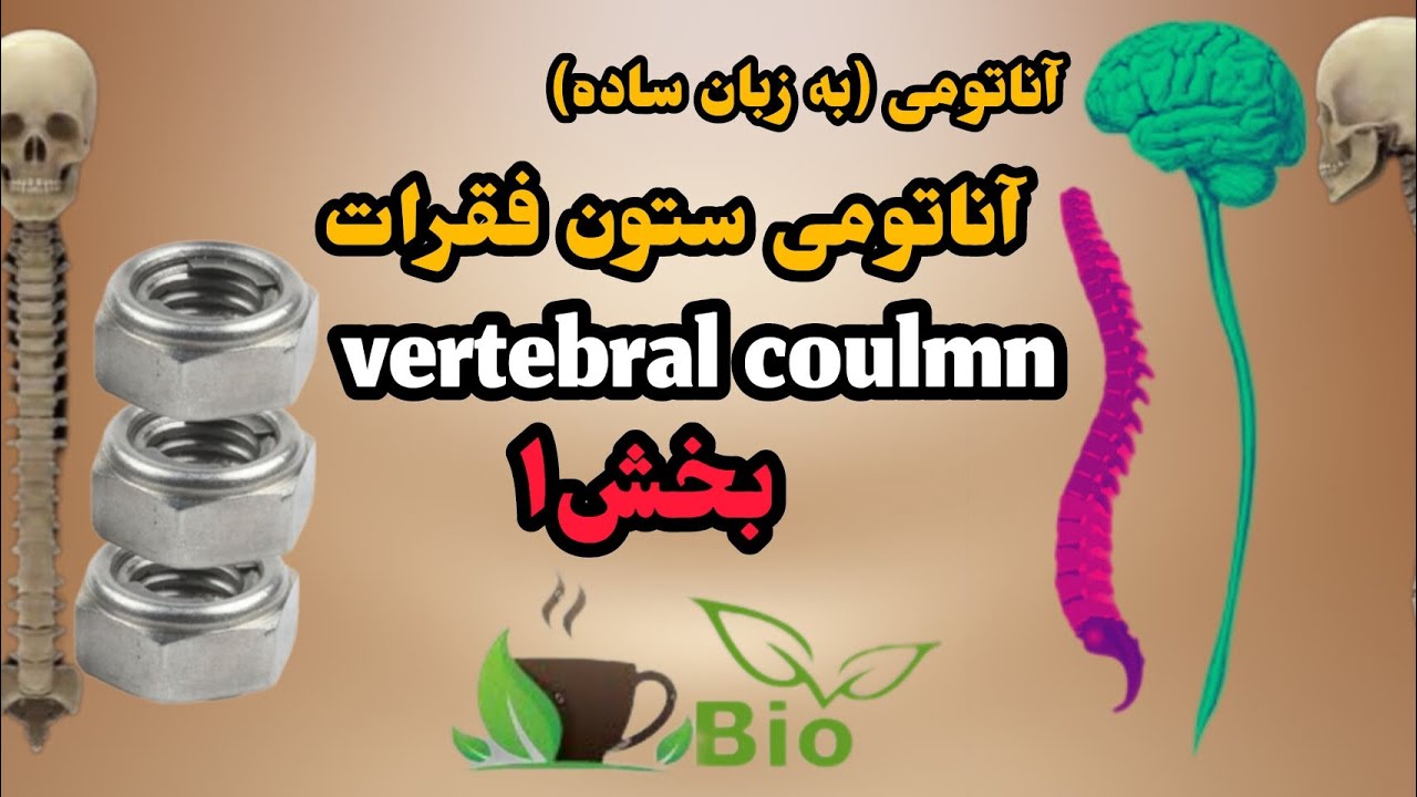 ستون فقرات، آناتومی ستون فقرات (به زبان. ساده) بخش۱ vertebral coulmn,