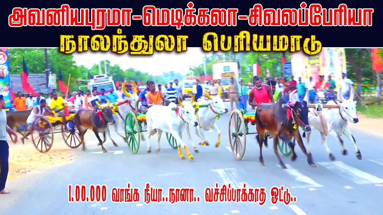 2நாலந்துலா பெரியாமாடு பந்தயம் 07,05,2025